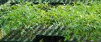 Nursery