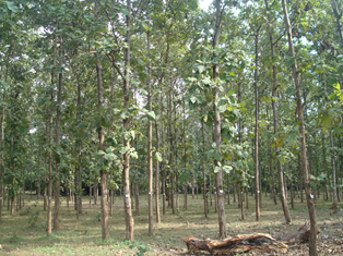 Silver fir forest
